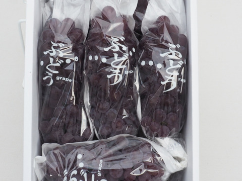 【1箱】贈答用5房前後◎山形県産完熟ぶどう種なしデラウェア