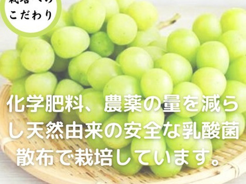 シャインマスカット 2房 家庭用 糖度１８度越え 皮ごとガブっと 秋田県産 ハロウィン お菓子 ケーキ プレゼント 誕生日 1kg 家庭用