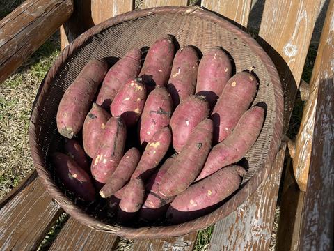 【令和6年能登半島地震支援】令和5年・南阿蘇村産 シルクスイート（農薬・化成肥料・除草剤不使用栽培）