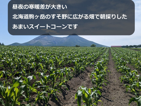 北海道の朝採りスイートコーン20本：北海道産のゴールドラッシュ