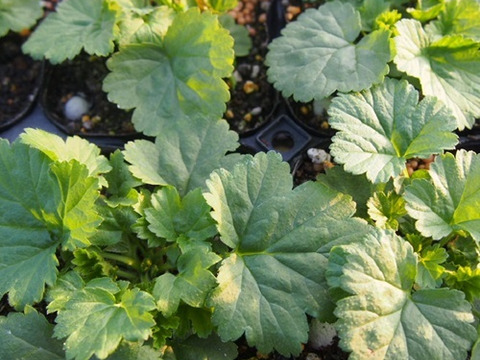 2個セット ゲウム リバレ イングリッシュガーデン 花苗 多年草 宿根草