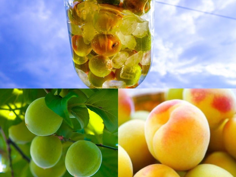 【特別栽培】紀州南高梅　青梅（訳あり）5kg