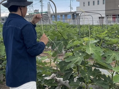 【完熟】城陽産輝きのいちじく　エヌベール農園