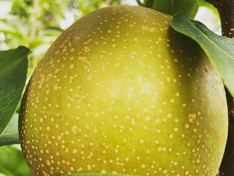 激甘！激うま！梨の甘味王【甘太】