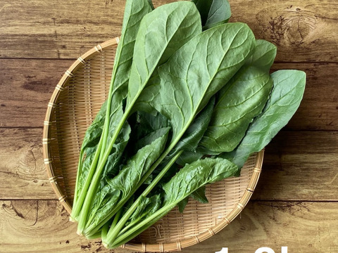 夏を乗り切る！！濃厚肉厚『ほうれん草』１ｋｇ