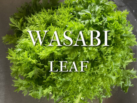 富山県産 わさび菜 約500g