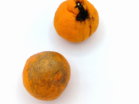 不知火（わけあり・加工用）【4.5kg】