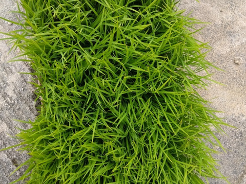 令和6年新米　和歌山県橋本市栽培の玄米（約10キロ）