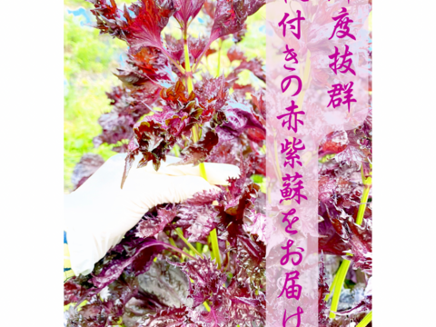 1.5kg【自然栽培】大好評の赤紫蘇！農薬不使用！朝採り新鮮！：広島県