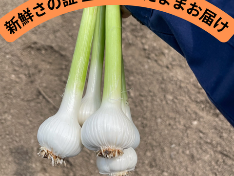 にんにくの“本気”、今年は生で！埼玉県産福地ホワイト『生にんにく』　20玉