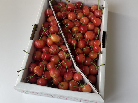 【さくらんぼ】家庭用グラデーションセット 【佐藤錦】🍒１キロ×２箱🍒【双子ちゃんが入るかも】【送料分お得】【訳あり】