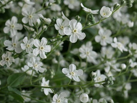 2個セット オンファロデス リトルスノーホワイト ホワイトガーデン イングリッシュガーデン 花苗 花壇苗