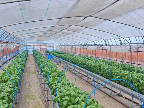 穫れたてバジル 500g　　～葉が大きい！～