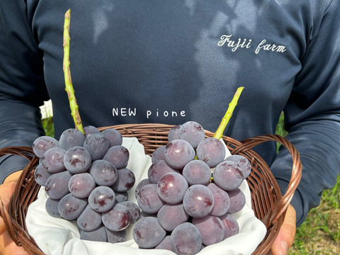 甘くて美味しい！岡山県産ニューピオーネ　2k箱（クール便）