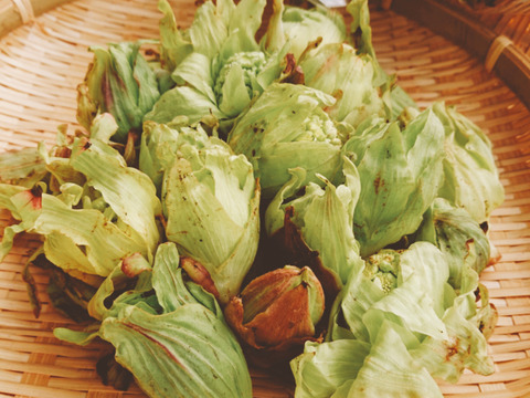 【花*はな様専用】新潟県妙高市　天然山菜　ふきのとう200ｇ