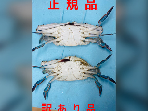 渡り蟹 100-002_01.jpg