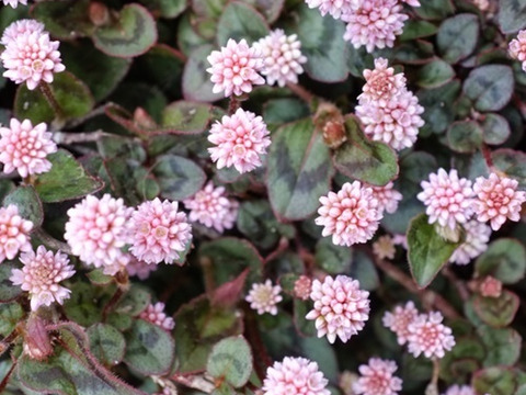 2個セット  ポリゴナム（ヒメツルソバ） カラーリーフ  グランドカバー イングリッシュガーデン 宿根草 多年草