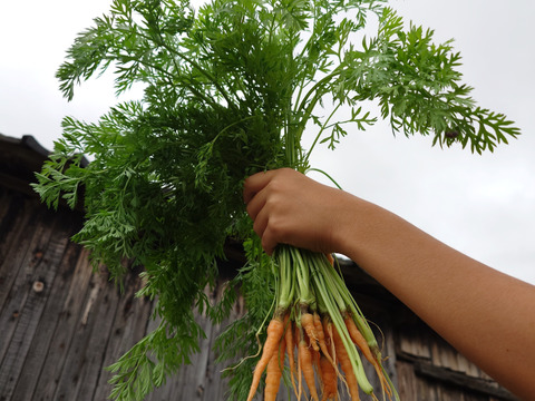自然栽培　農薬不使用　無肥料　固定種  人参葉 品種 自然農法 にんじん葉つき1キロ60サイズ