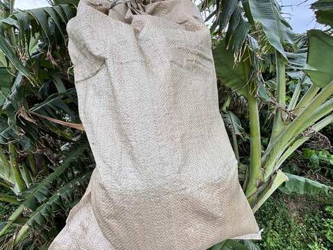 南国育ちのナムア系バナナ（一房）