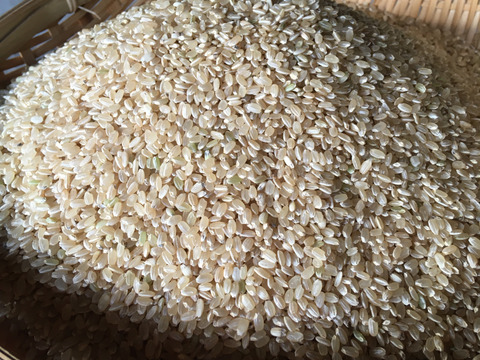 みどり豊(コシヒカリ)
玄米２０kg
農薬 化学肥料 除草剤不使用
