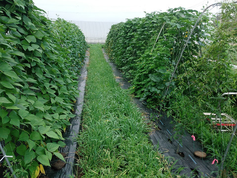 八ヶ岳高原から直送!旬の野菜セット8品目以上　100サイズ　トマトピューレ１瓶