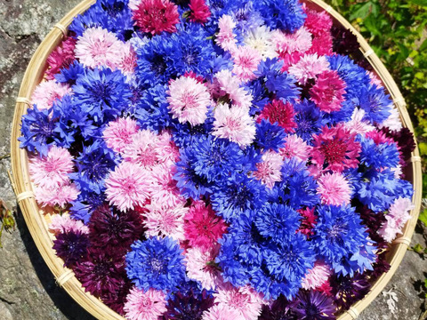 奥出雲産 自家栽培カモミールブレンド 
100g