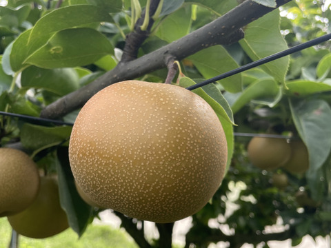 【和梨】あきづき　２キロ 【果汁たっぷり】【和なし】【日本梨】【日本なし】