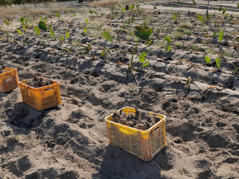 【鳥取県産】ねっとり濃厚 黄金里芋 親芋 10kg