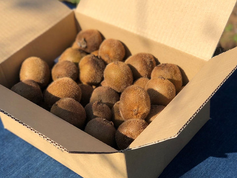 有機JAS認証 お得規格外SS玉 1kg  自然栽培キウイフルーツ 追熟済み