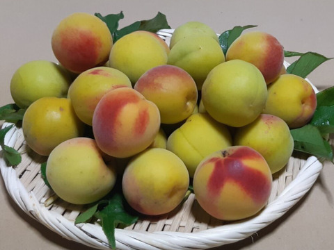 昔ながらのしょっぱい｢さくら｣梅干し　１kg（500gで25～30個）×２ﾊﾟｯｸ　※ご家庭用