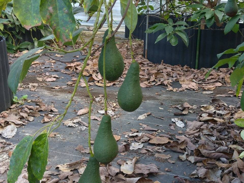 【愛知県産】希少な国産アボカド