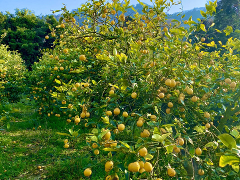広島柑橘の名産地「大長」で栽培した国産レモン（5kg）