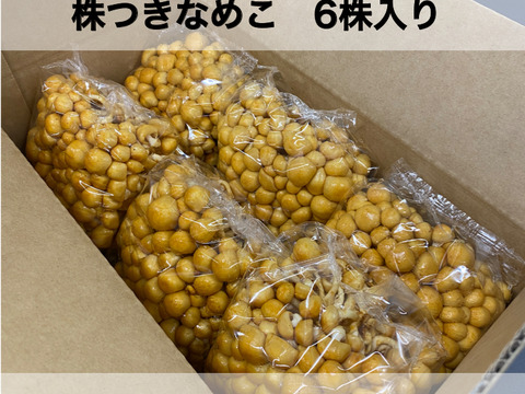 【厳選】歯ごたえと鮮度がちがう！北海道産「株付きなめこ」6株（約1.5kg）