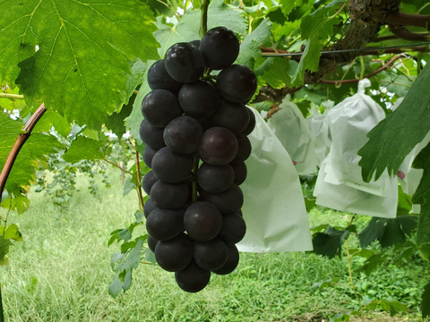 岩手県産【家庭用】一粒の食べ応え抜群! 藤稔(種なし)2房BOX