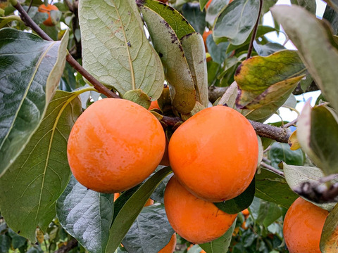 《1月お届け・10%増量》ぽってり程よい弾力！南信州ブランド干し柿『市田柿』徳用品1.1kg みやまし農産物認証原料柿使用