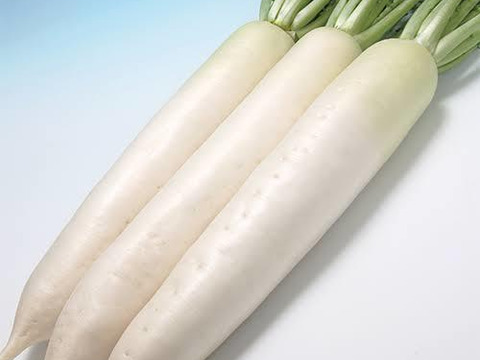 【常温便】超人気！！葉っぱの半分カット付き大野ヶ原大根　Mサイズ3本