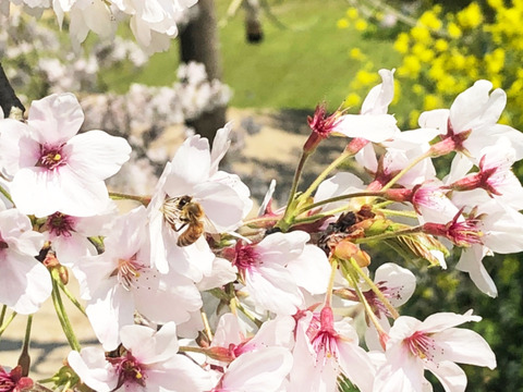 国産生はちみつ【菜の花・桜】300g