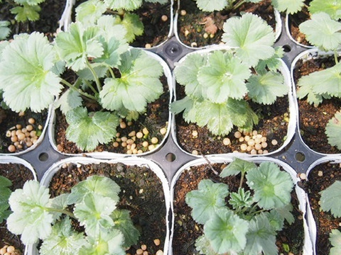 2個セット アルケミラ エリスロポーダ 宿根草 多年草 カラーリーフ