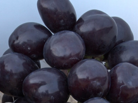 「牧丘天空の丘　マスカットノワール」 約1kg(2～3房) 10月1日～発送