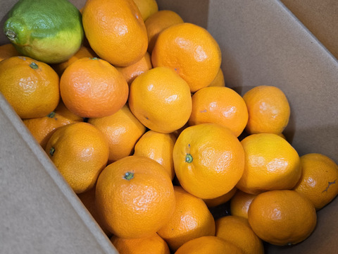 箱込約5㌔　ちっちゃいのも、でっかいのも、みんなうまい！