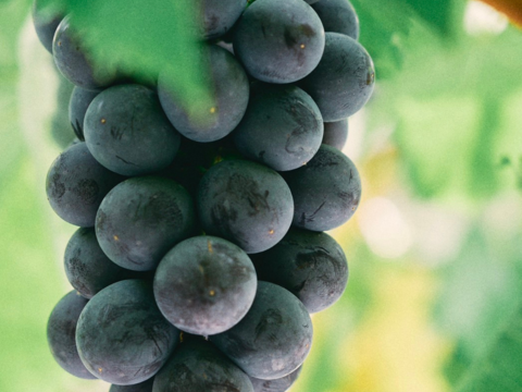 【冬ギフト】ぶどうの甘さが詰まったジェラート　２種各3個(計６個)