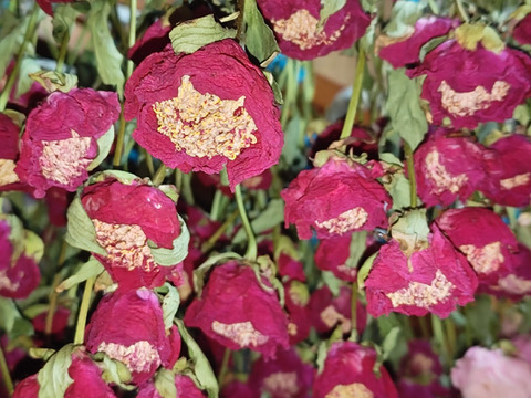 農家直送！芍薬(シャクヤク) ドライフラワー おまかせ10本セット お花 はな 切花