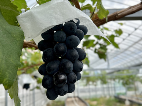 【夏ギフト】皮ごと食べられる！泉州パープル厳選1房