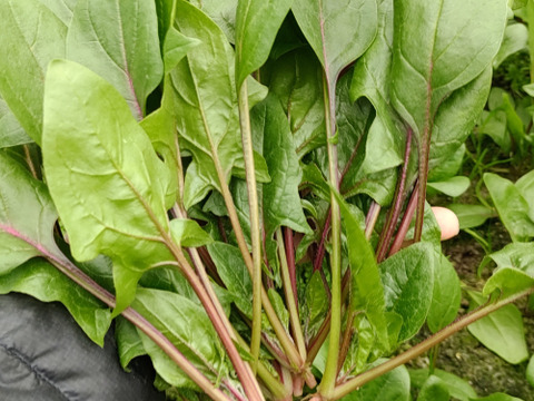 【農家の食卓からお裾分け】食卓に彩りを✨冬の映え！サラダ野菜４種🥗＋万能葉物２種詰合せ📦