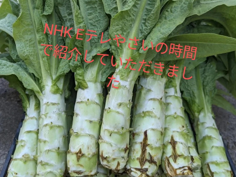 【NHK Eテレやさいの時間で紹介していただきました】農薬化学肥料不使用　茎レタス/ステムレタス/莴笋　2キロ