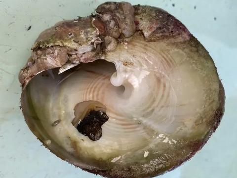 シッタカ　シリタカ　ミナ貝　ギンタカハマ　2キロ