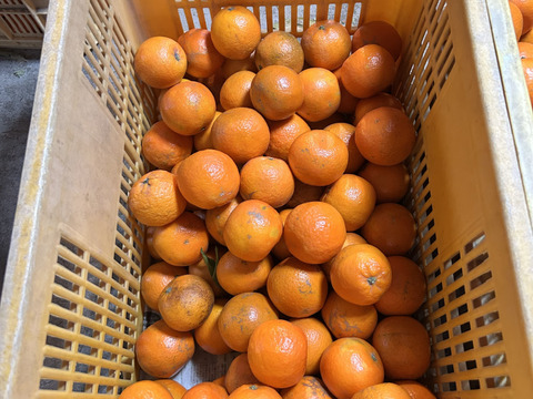 完熟タンカン　ご家庭用（5kg）