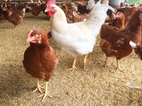 【食べ比べセット】枯草菌の赤のたまご+酵母の平飼いのたまご+醤油