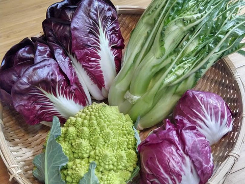 【数量限定】IdeaFarmのおまかせ冬のイタリア野菜セット(3品目)