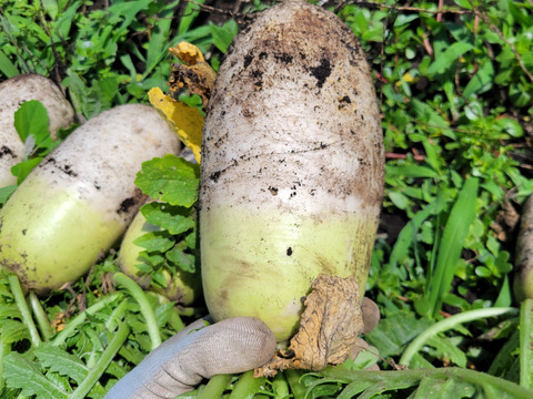 自然栽培認証ミニ大根2キロ